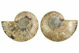 Cut & Polished, Agatized Ammonite Fossil - Madagascar #308137-1